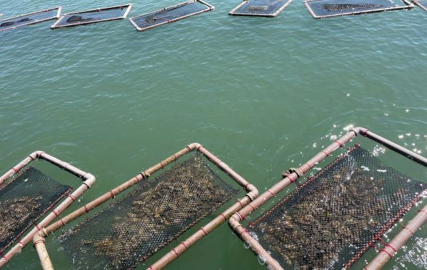 Freguesia das Ostras (23)