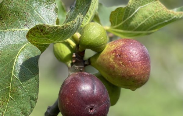Hospedagem com colheita de figos