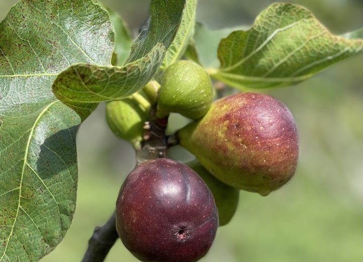 Hospedagem com colheita de figos