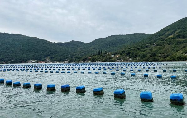 Paraíso das Ostras (4)